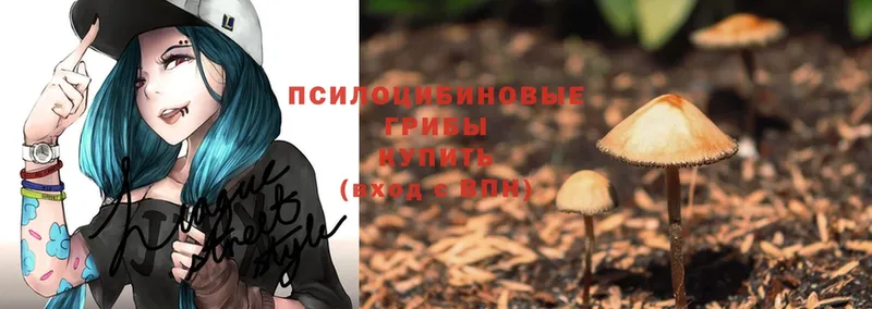 Псилоцибиновые грибы Psilocybine cubensis  Гудермес 